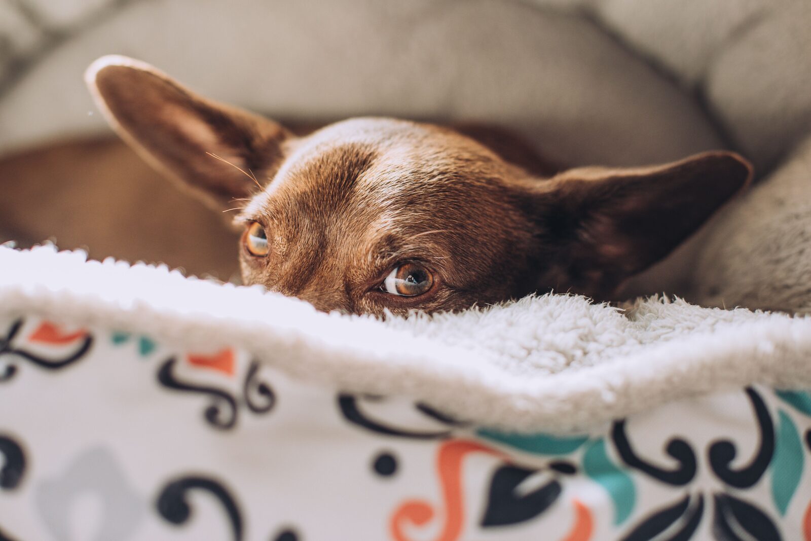 En dan ligt de hond ernaar te kijken: seks met een huisdier in huis